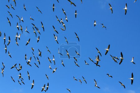 Flock of Pelicans in the sky