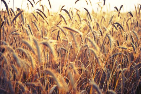 Spikelets of wheat, illuminated by bright sunshine. Wheat field