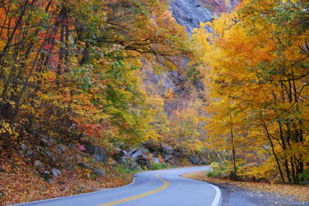 Autumn foliage road