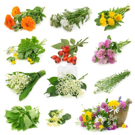 Collection of fresh medicinal herb