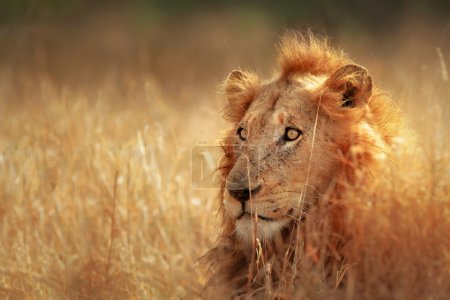 Lion in grassland