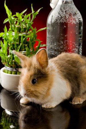Dwarf Rabbit with Lion's head on glass table