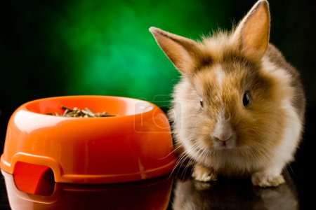 Dwarf Rabbit with Lion's head with his food bowl