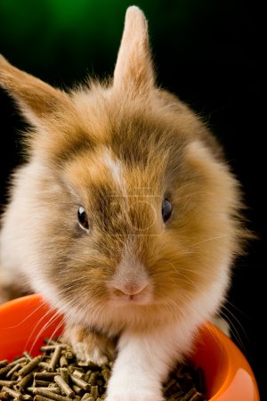 Dwarf Rabbit with Lion's head with his food bowl