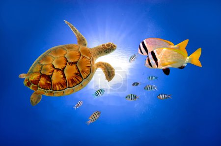 Turtle underwater in deep and sunlight