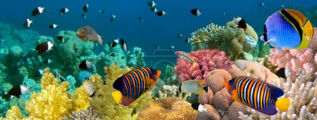 Underwater panorama with Angel fish, coral reef and fishes. Red
