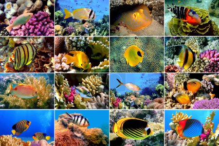 Set of 16 tropical fishes close-up