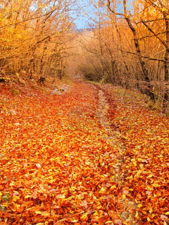 Autumn, leafs in autumn forest