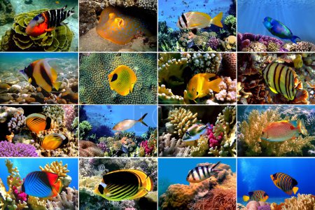Set of 16 tropical fishes close-up