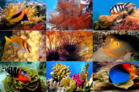 Red Sea. Fishes in corals