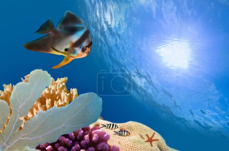 Spadefish and ocean in the Red Sea.