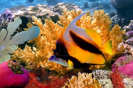 Pennant coralfish or bannerfish