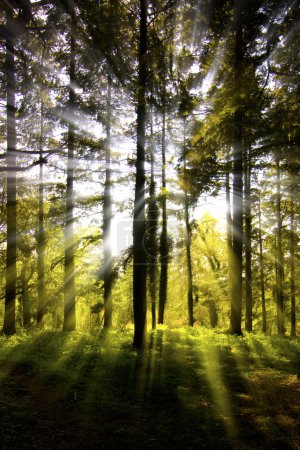 Sunburst through a wooded area