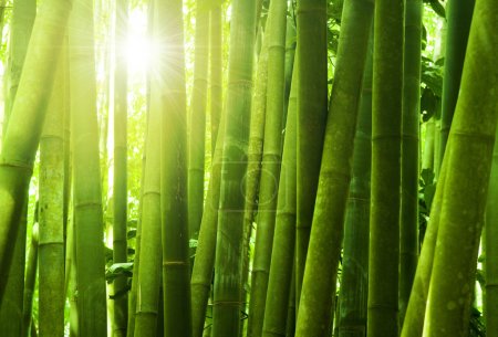 Bamboo forest.