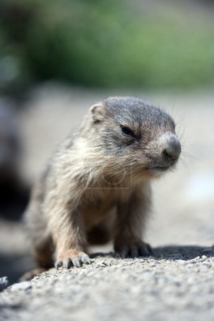 Baby marmot close-up