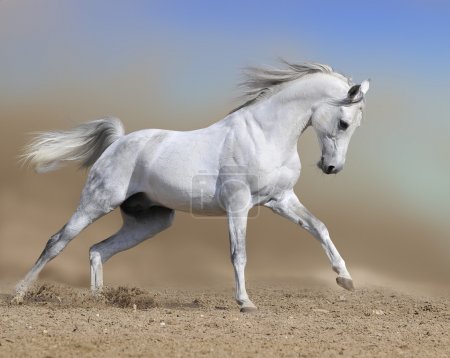 White horse stallion run gallop in dust