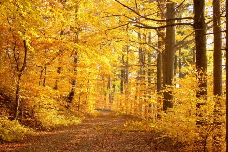 Lane leading through late autumn forest