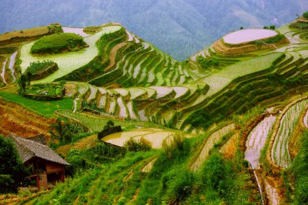 Rice terraces in mounting of Yunnan,