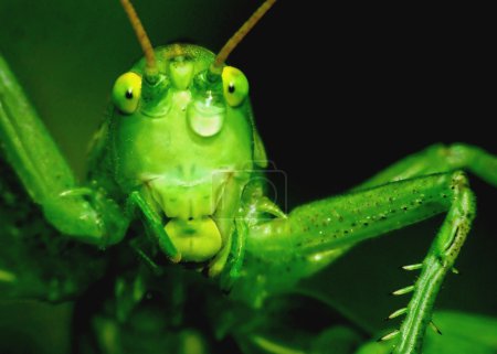 Tear of beauty, grasshopper