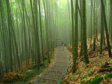 Romantic Bamboo Forest
