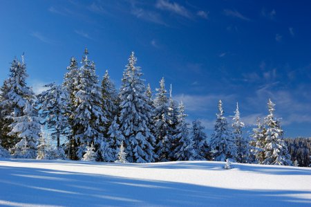 Winter landscape