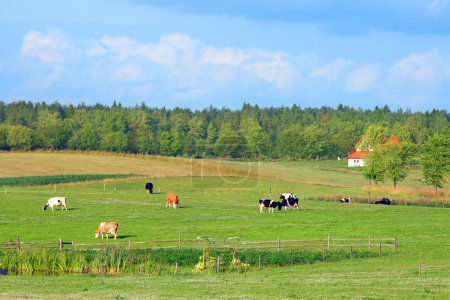 Polish summer rural landscape