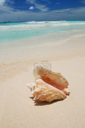 Shell in the Caribbean