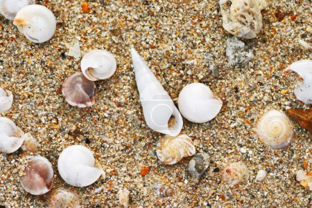 Shells in beach sand