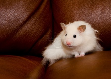 Shy white hamster