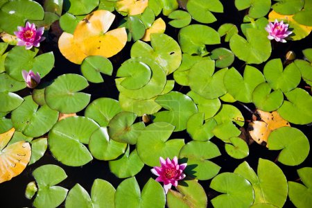 Water lilies - top view