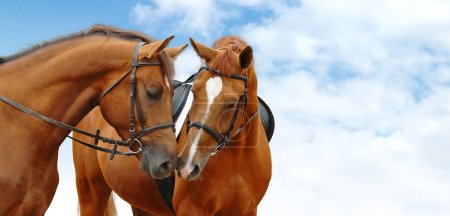Two sorrel horses