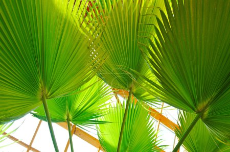 Palm and wooden roof construction