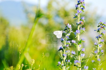 White buterfly on flower