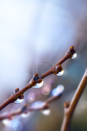 Art beautiful spring tree branch with rain drops