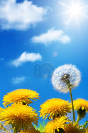 art Beautiful spring or summer flowers background