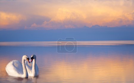 art  beautiful Two white swans on a lake 