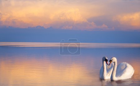 art  beautiful Two white swans on a lake 