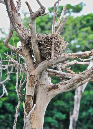 nest on dried tree