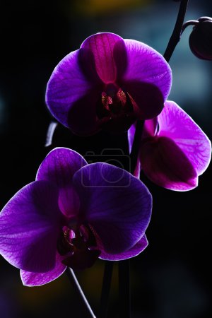 Violet orchids
