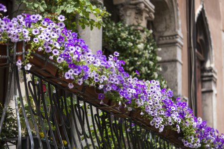 Violet floral pot on balcony Venice. Italy