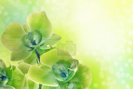 Green orchids