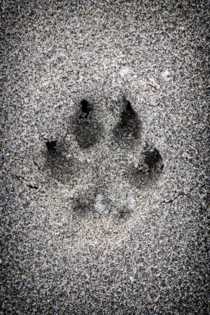 Paw print in sand