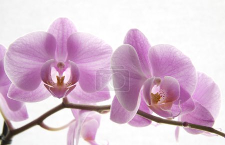 Beautiful purple orchid flower blossoms