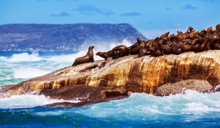 Wild South African seals