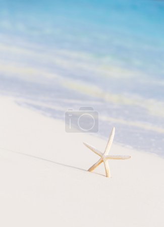 Cute little white sea star