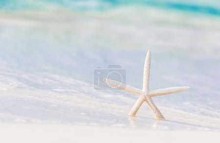 Little starfish on the beach