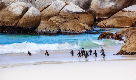 Wild South African penguins