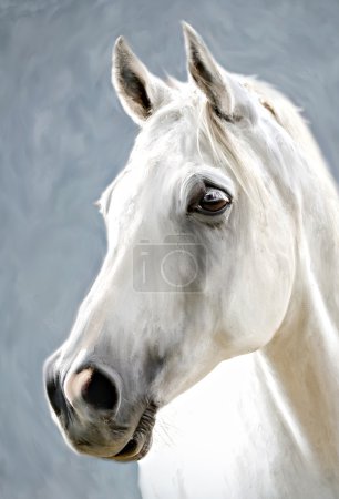 A white horse