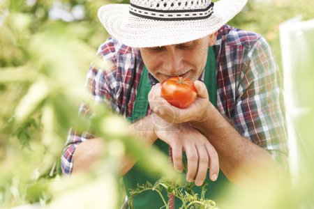 Farmer smelling first ripe tomato