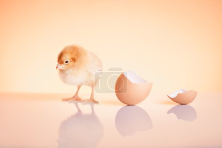 Newborn chicken